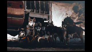 Cinematic Dog Racing 6: Frost Mountain 2023