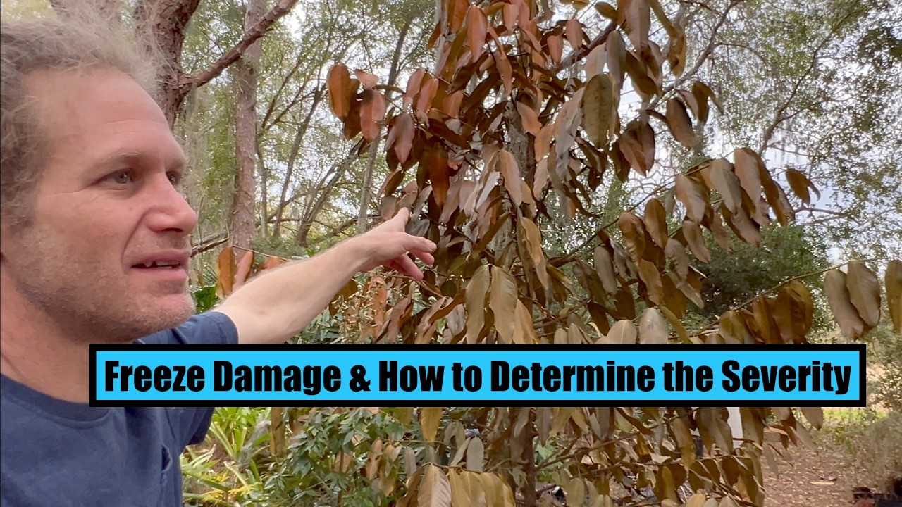 Повреждения от замерзания и как определить степень их серьезности