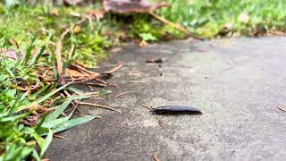 Slug Meditation: All Forward Motion Is Progress
