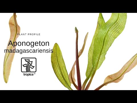 Video: Aponogeton - Dalgalı Yakışıklı