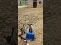 Baby Goats the Goat 🐐