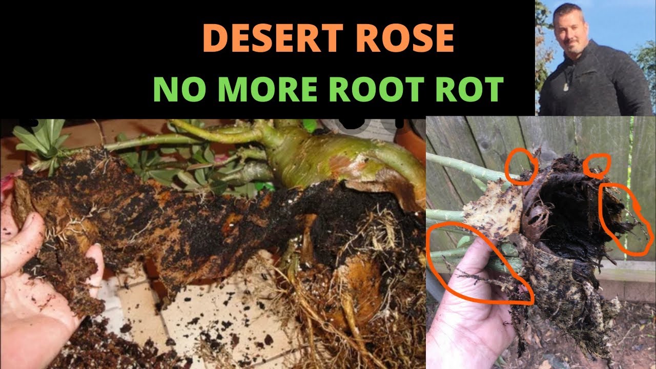 NO MORE ROOT ROT ON OUR DESERT ROSES - YouTube