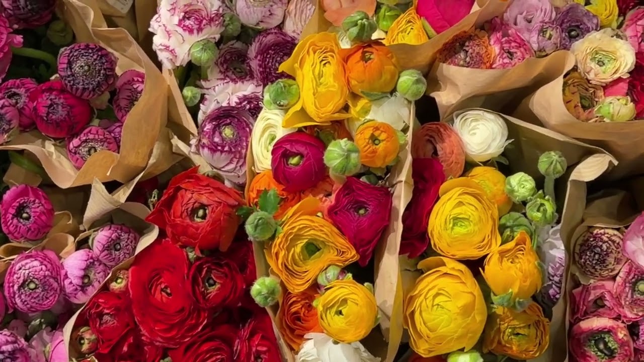 ดอกไม้🌷สวยๆ ดอกกุหลาบ 🌹 ดอกไม้เมืองหนาว