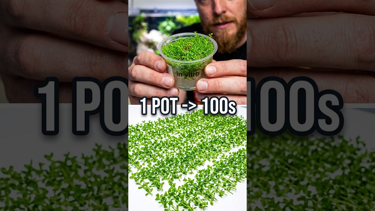 Divide One Pot Get Hundreds of Plants #aquarium #propagation #plantgrowth