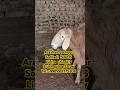 Sotiladi tel +998 99 077 53 08 Arashan qochqor  #arashan #elita7 #elita #arashap #rek #goat