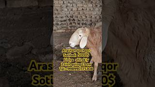 Sotiladi tel +998 99 077 53 08 Arashan qochqor  #arashan #elita7 #elita #arashap #rek #goat