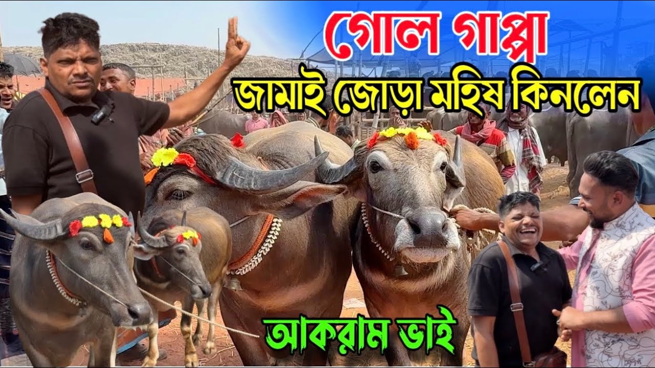 জামাই সাজে জোড়া মহিষ কিনলেন🔥সেলিব্রিটি আকরাম ভাই🔥মাংসের মহিষ 🔥রাজশাহী সিটি হাট 