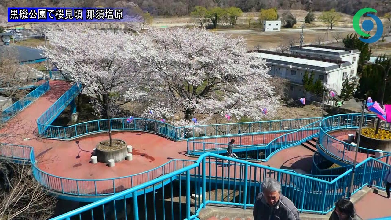 黒磯公園で桜見頃 那須塩原 Youtube 黒磯公園で桜見頃 那須塩原 Youtube