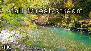 Fall Forest Stream [4K]  1 Hour Nature Relaxation™ Fixed-Angle Scene | Washington State