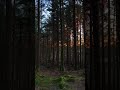 Сила леса и свежий воздух #music #adventure #youtubeshorts #природа #tiktok #рыбалка