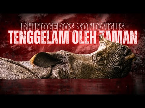 Menjadi yang TERAKHIR dari KAUMNYA‼️ Badak Jawa ||  RHINOCEROS SONDAICUS