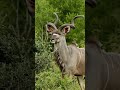 Why the Greater Kudu is Africa’s Coolest Animal 🦌#shorts #africanwildlife  #naturedocumentary