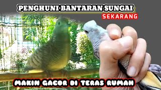 perkutut lokal hasil pikat suara mantap katuranggan Larasati