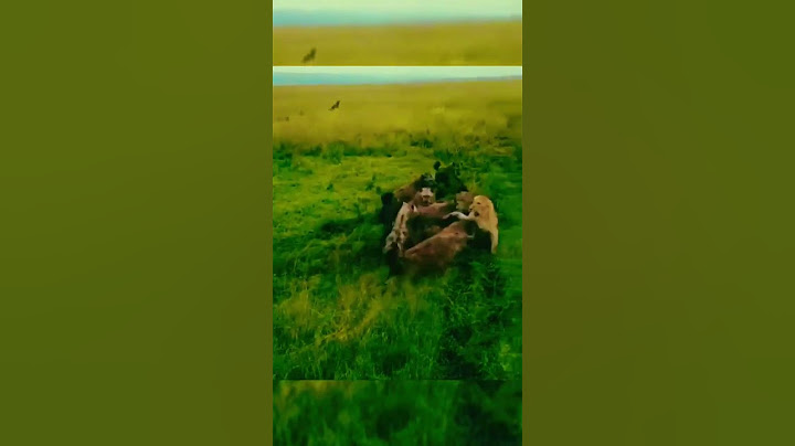 Hyenas Killing Lions