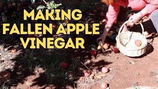 Making Fallen Apple Vinegar