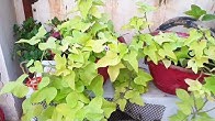 Fun Gardening English