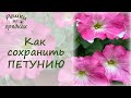 Как сохранить петунию зимой