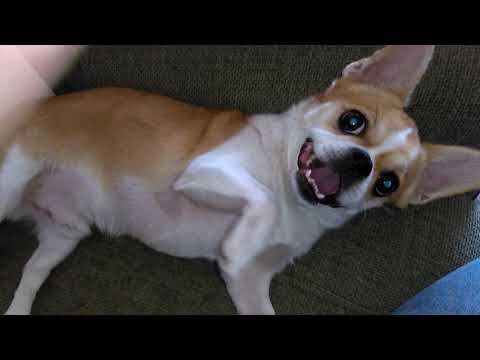Video: Ձեր շունը «շտկող». Դա շուն է, ոչ թե ատամ