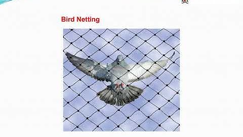 Bird Netting Services hinjewadi,Nigdi,Pimpri,Wakad,Pimple-Saudagar,Baner,Balewadi,Pune