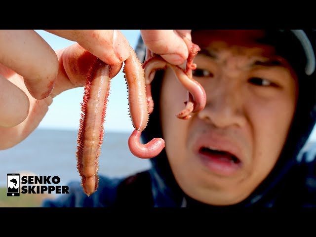 Blood Worms: AMAZING Fishing Bait for Beach Fishing 