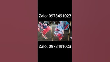 Tranh Cửu Ngư Quần Hội Tranh Tráng  Gương  #trendingshorts