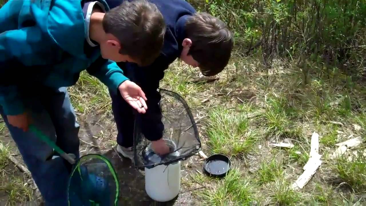 Catching tadpoles 