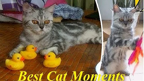 Video 10984581: scottish fold breed, best funniest cat, home breed, domestic breed