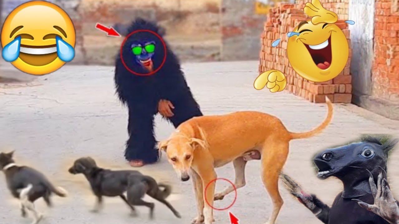 Fake small gorilla vs dog prank funniest dogs scared try to not laugh boom fun tv