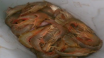 Kéo Lưới, Trúng Tôm Thẻ, Mực Nan Bầu | Câu Mực Biển Tây #201