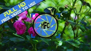 Free to use video -  Beautiful Roses HD MFC | No Copyright Clips screenshot 5