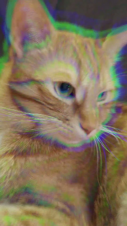 #sarman #phonk #phonkmusic #remix #cat #ivan #cute