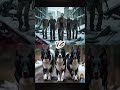 Zombie Vs 10 Dogs Italian Greyhound Tosa Inu Dogo Argentino And More