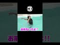 後先考えずやりたい放題 #ゴールデンボンバー #金爆 #プール大好き #大人になってもはしゃぎたい