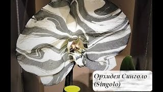 Орхидея  СИНГОЛО(Singolo) //  Домашнее цветение