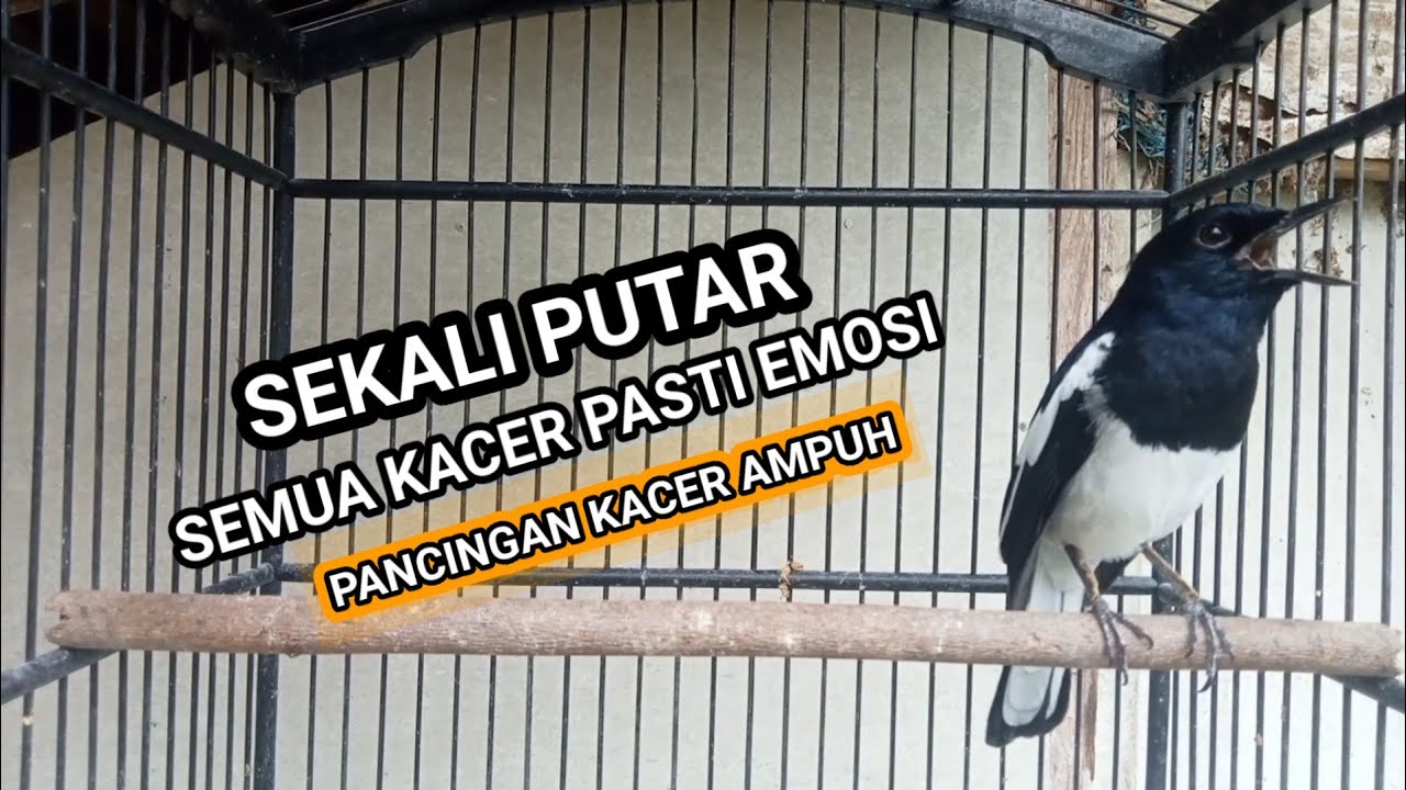 Kacer GACOR ngeplong KONSLET Tarung ini Paling Ampuh untuk PANCINGAN KACER agar EMOSI..