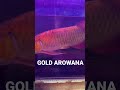 Arowana Gold ! #arowana  #fish