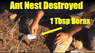 How to Destroy an Ant Nest with Borax