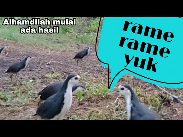 DASI KAMPUNG MENGINSPIRASIKU || Pasang racik ruak ruak di kebun sawit || alhamdullah ada hasil class=