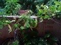 Rain in Hyderabad Colony