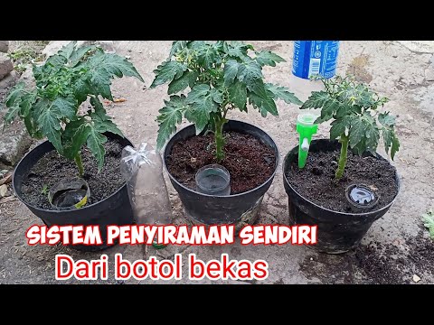 Video: Bagaimana cara kerja pot penyiraman sendiri?