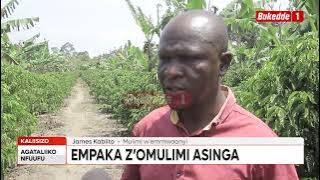 Agataliikonfuufu Omulimi asinga WUUNO OMULIMI W'EMMWANYI ATAJULA
