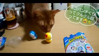 あびちゃんの猫パンチでくるくる回るクーナッツ ドラえもん20190513 猫 アビシニアン cat cute Abyssinian screenshot 4