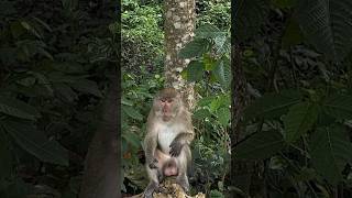 Тут они хорошие❤️ возле храма лежачего Будды❤️ thailand travel phangnga monkey