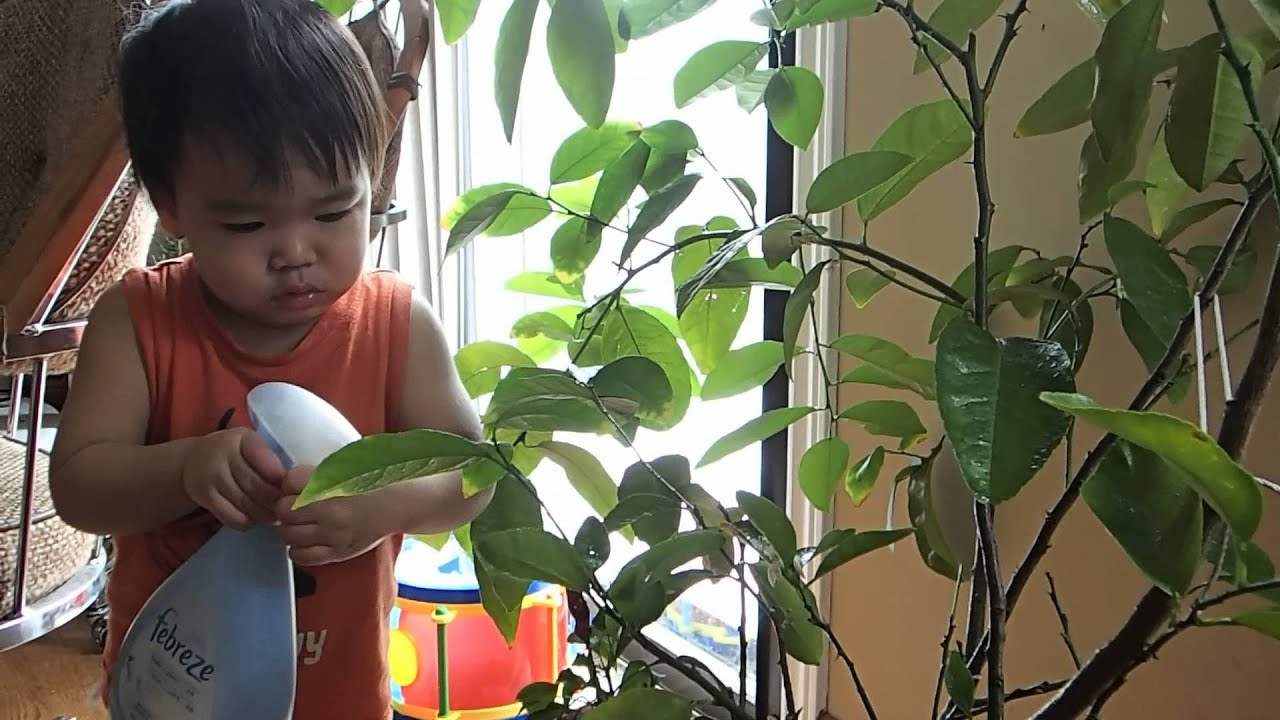 Watering his Tree in the Morning YouTube