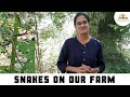 How to manage Snakes on a Permaculture Farm? (English)