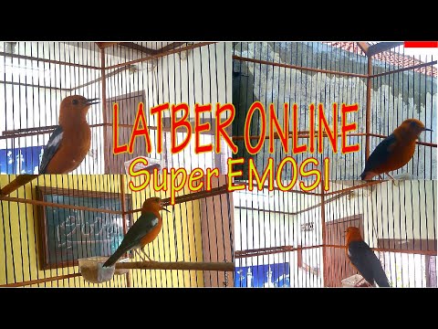 Anis Merah Plong (LATBER ONLINE)