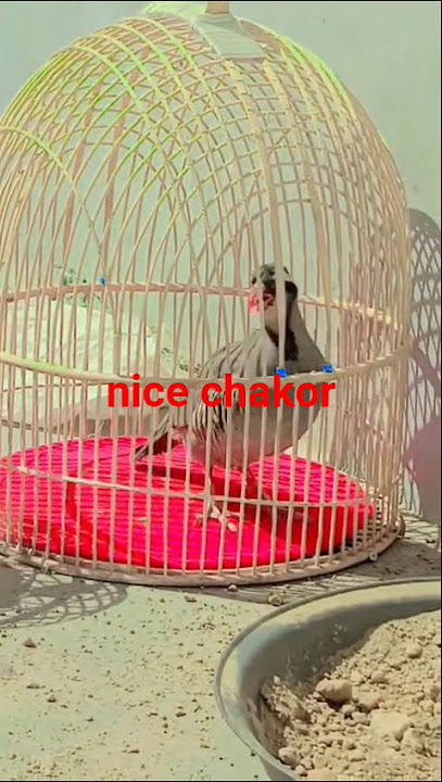 watch #lovebird #birds #thebirdsonggroup #lovebirds #birdmaster #lovesigns #animals #wildlife
