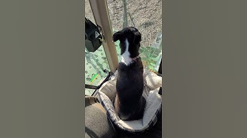 Bella the Boston Terrier mix helps chisel plow in the John Deere 9520T in western MN.