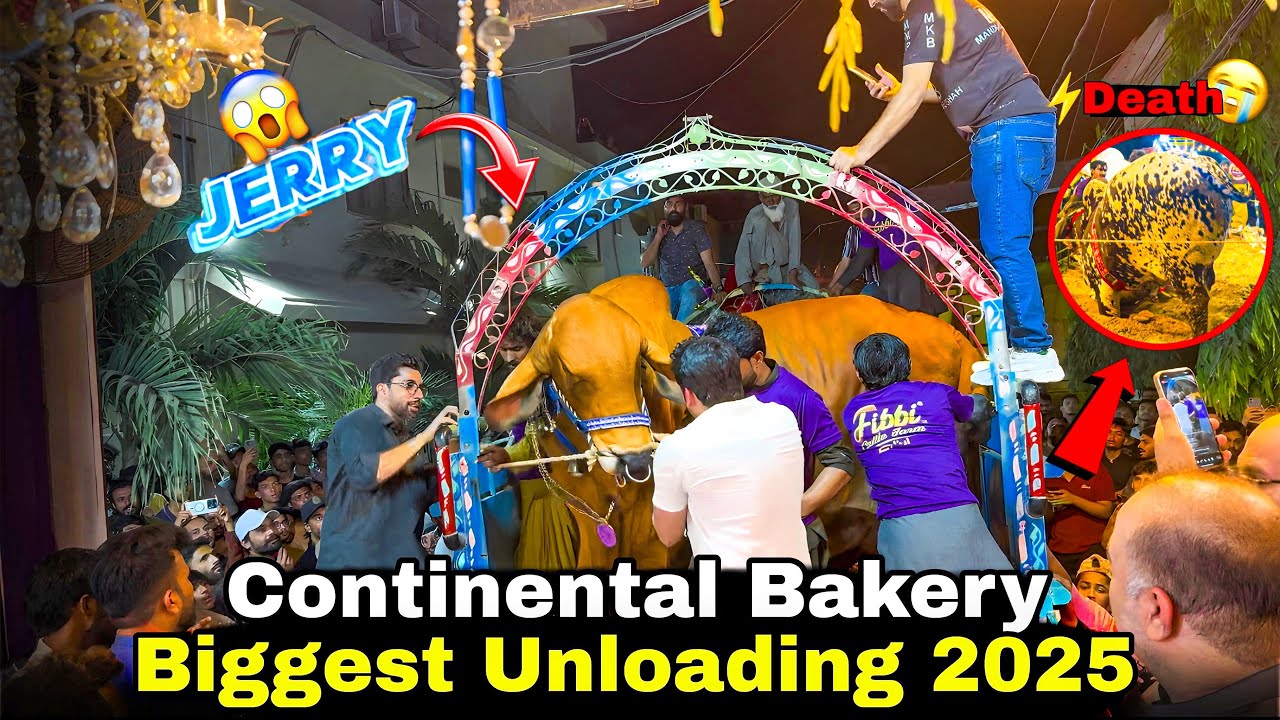 Continental Bakery Cow | Biggest Unloading 2025 😱| Bachray Ko⚡️Current Lag gaya😭