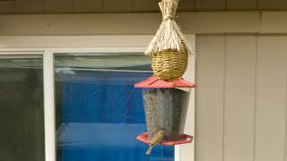 Slow motion - bird checking out camera while eating by Corey G 7 views 3 years ago 28 minutes